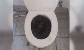 Con trăn dài ba mét cuộn tròn trong bồn cầu nhà dân ở Townsville, Queensland. Ảnh: Elliot Budd.