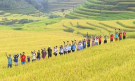 Ngỡ ngàng ruộng bậc thang Hoàng Su Phì mùa lúa chín