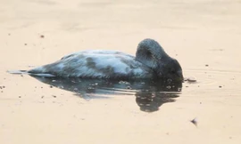 Xác thiên nga trên mặt nước. Ảnh: CEN