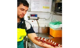 Tôm sú khổng lồ sa lưới ngư dân Australia