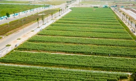 Cánh đồng hoa hướng dương rộng 18.000 m2 ở Sài Gòn