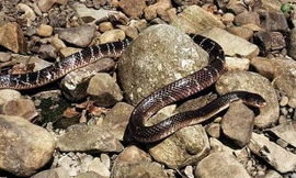 Một con rắn cạp nong. Ảnh: Alamy