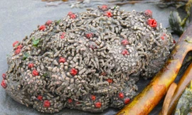 Ngỡ ngàng khi bị cắt ra “hòn đá” này đột nhiên chảy máu