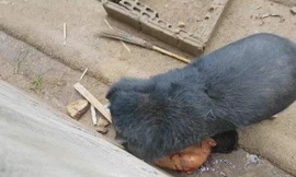 Cái kết quá đắng khi trêu ngươi gấu