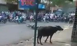 Con trâu điên đuổi người trên đường Biên Hòa sáng nay. Ảnh: Cắt từ Clip