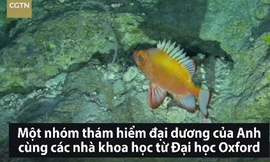 Phát hiện hơn 100 loài động, thực vật mới dưới biển sâu