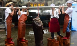 Sốc với cá mú 'khổng lồ', nặng hơn 2 tạ sa lưới ngư dân