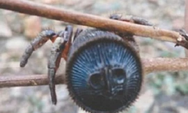 Nhện vác bụng có đặc trưng là hình đồng xu ở bụng dưới. Ảnh: People's Daily.