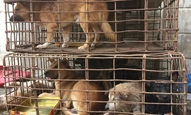 Những con chó là tang vật trong một vụ trộm được nhà chức trách thu giữ. Ảnh: Hoàng Táo