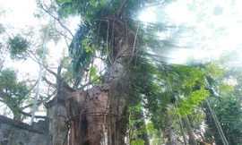 Cây sưa đỏ 130 năm tuổi có đường kính khoảng 1m, cao khoảng 4m (Ảnh: Nguyễn Trường).