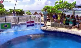 Rùa dự đoán Brazil thắng trận mở màn World Cup