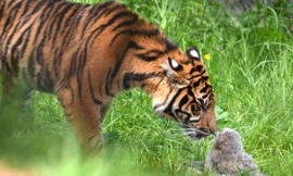 Cú nhỏ và hổ đối đầu trong một chuồng thú ở Anh