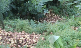 Hành tây Đà Lạt bị đổ bỏ hàng loạt trong những ngày qua. Ảnh: Quốc Dũng