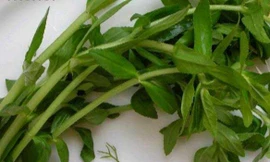 Bài thuốc “trời phú” trị sỏi thận không tái lại từ cây rau ngổ