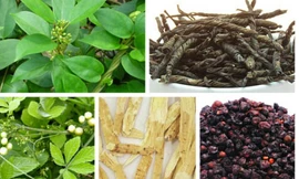 7 vị thuốc hỗ trợ điều trị tiểu đường trong y học cổ truyền