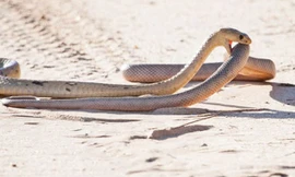 Rắn hổ mang đói mồi nuốt chửng đồng loại