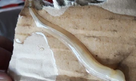 Sinh vật lạ được người dân phát hiện bám vào cá bớp nuôi lồng làm cá chết. Ảnh: Thọ Nhu.