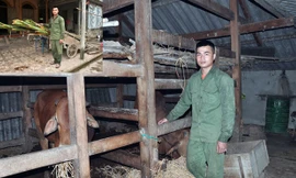 Mất đi hai bậc sinh thành, nhưng chàng trai Hồ Quốc Hạnh không gục ngã. Một mình em đã cáng đáng mọi công việc của bố mẹ để lại, nuôi bà và 3 đứa em có cái ăn, không phải bỏ học giữa chừng. Ảnh: Vũ Trọng Hoài.