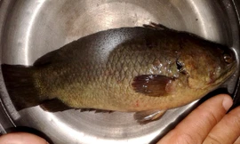 Con cá rô đồng được anh Võ Hoàng Sơn câu được trên kinh Miễu Điền vào chiều 12/5.