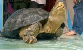Cá thể rùa nặng 14kg mà người dân cho biết bắt được giữa đường.