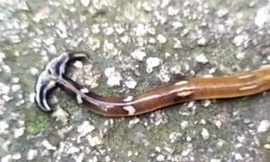 Con sâu đầu búa bò ngoằn ngoèo trên nền đất. Video: YouTube. 