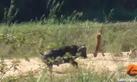 Trâu rừng “nổi điên” tấn công sư tử, giải cứu kỳ đà