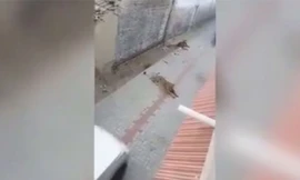 Sư tử xé xác bò khiến dân làng kinh hãi