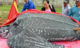 Con rùa biển lớn