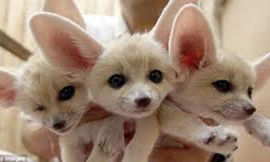 50 triệu đồng một con cáo sa mạc