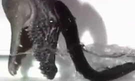 Tận thấy khả năng phi thân phóng điện của sát thủ rừng Amazon