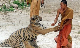 Hổ to lớn đùa giỡn với nhà sư giữa chùa ở Thái Lan