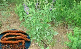 Cây và vị thuốc đan sâm.