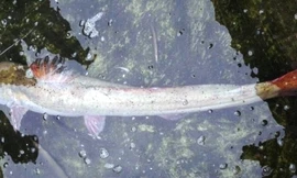 Con cá lăng “khủng” dài gần 2m, nặng 16kg 