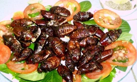 Bọ rầy chiên là món ăn khoái khẩu của nhiều thực khách khi đến An Giang. Ảnh: VnExpress