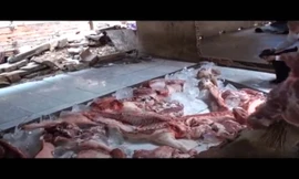 Thịt heo để trên nền sân, ruồi nhặng bu đầy