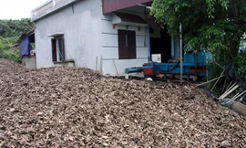 Gia đình ông Nguyễn Văn Quý, xóm Chào Mào, xã Phượng Sơn (Lục Ngạn, Bắc Giang) có hơn 100 gốc vải thiều. Tổng diện tích trồng vải của gia đình ông lên đến hơn một mẫu đất đồi.