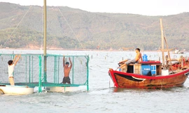 Làng tôm hùm xuất khẩu