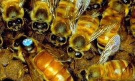 Đàn ong “cõng” 225.000 giấy phép kiểm dịch mỗi năm