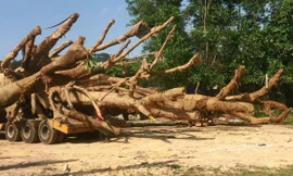 Một cây "quái thú" được vận chuyển trên QL 1A bị tạm giữ tại tỉnh Thừa Thiên Huế (ảnh Đại Dương)