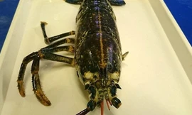 Tôm hùm bị mất nửa số chân, càng trước khi được đưa vào trung tâm