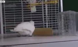 Vẹt thông minh dạy nhau cách lấy thức ăn