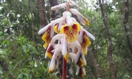 Hoa của loài riềng mới được phát hiện. Ảnh: Lý Ngọc Sâm.