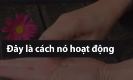 Bút chì có thể trồng cây bằng cách cắm xuống đất