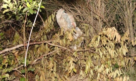 Hiện trường nơi bé trai bị dẫm chết đưa vào bao tải ném đi. 