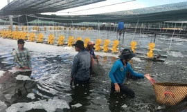 Bà Phạm Thị Ngọc Quỳnh, người đưa MC Fish Việt Nam vượt biển