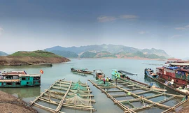 Nhiều loài cá đặc sản ở chợ đầu mối trên núi