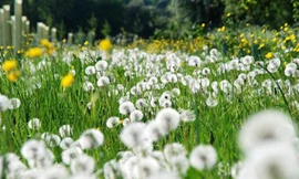 Hình ảnh của cây bồ công anh làm thuốc.