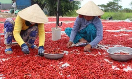 Ớt trồng ở miền Tây chủ yếu xuất sang Trung Quốc, nhưng hiện thị trường này ngừng "ăn hàng" khiến sản phẩm của nông dân bí đầu ra. Ảnh: A.X