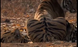 Màn 'tỉ thí' giữa gấu và song hổ có cái kết không tưởng