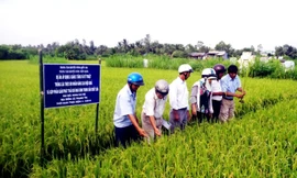 Áp dụng 3 giảm, 3 tăng và kỹ thuật trồng lúa SRI nhằm nâng cao hiệu quả và giảm phát thải khí nhà kính trong sản xuất lúa 